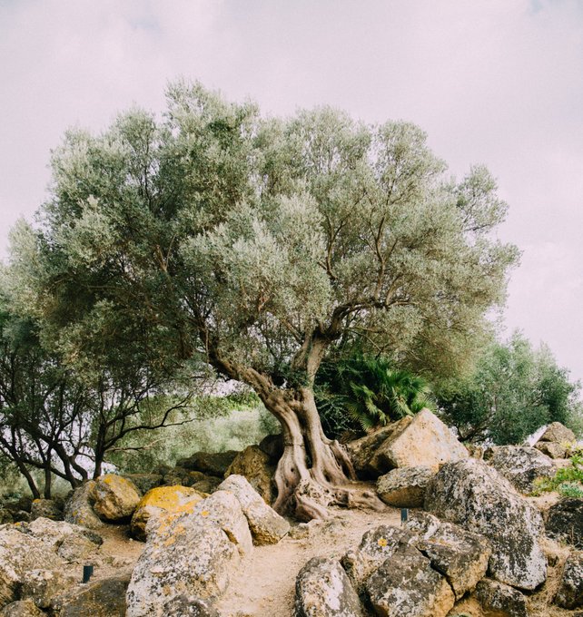 Olivenmanden tog til det sydligste Spanien for at finde de helt rigtige oliventræer med smukke, snoede stammer